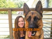 Hundefreund gesucht Frau mit Schäfehund Rüden sucht Hundefreund