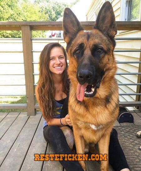 Frau mit Schäfehund Rüden sucht Hundefreund